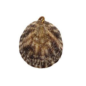 Limpet Shell Pendant Seashell Natural Real Necklace Charm 1"